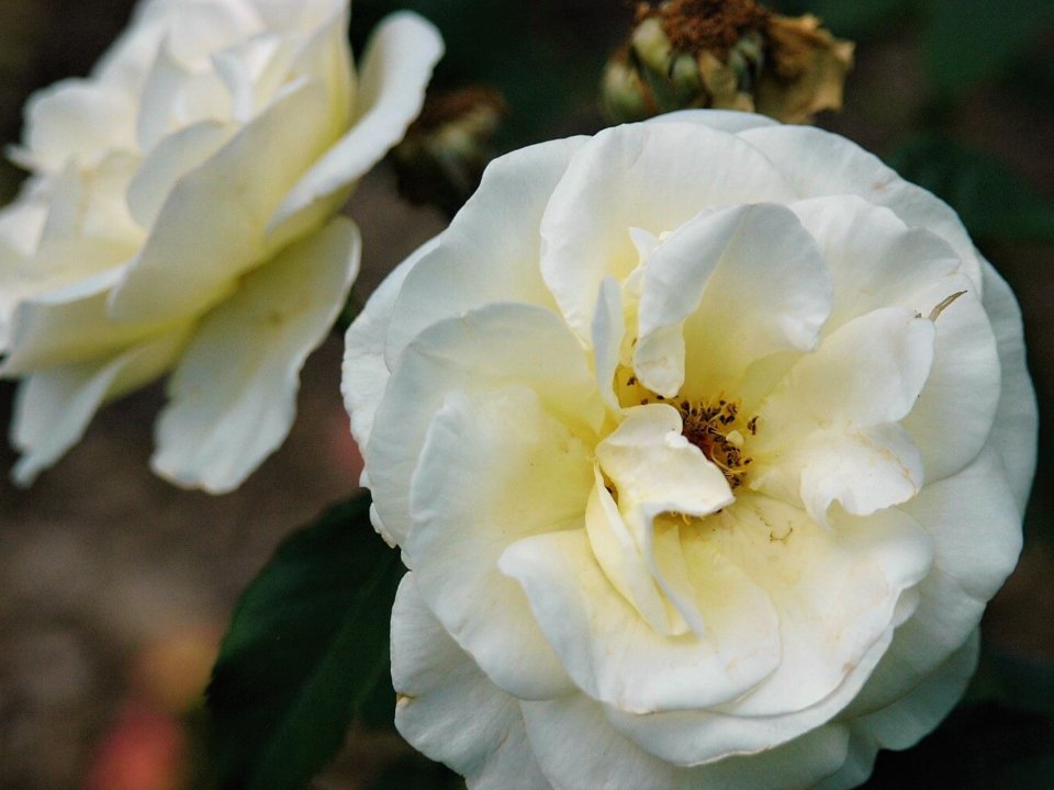 A white flower blooms, showing several curved petals