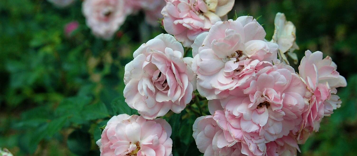 A bunching of pink flowers in bloom.