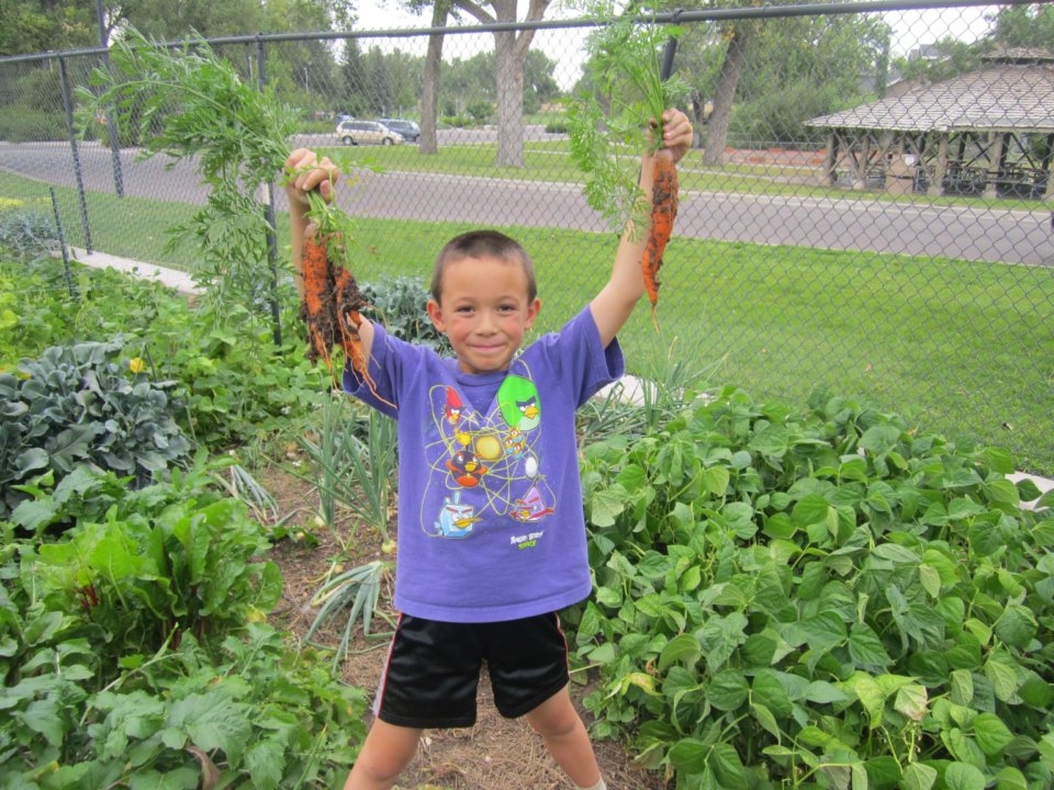 A young boy holds up two carrots, pulled fresh from the dirt.