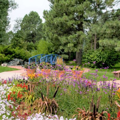 A colorful lily pond in bloom, with a blue bridge in the background.