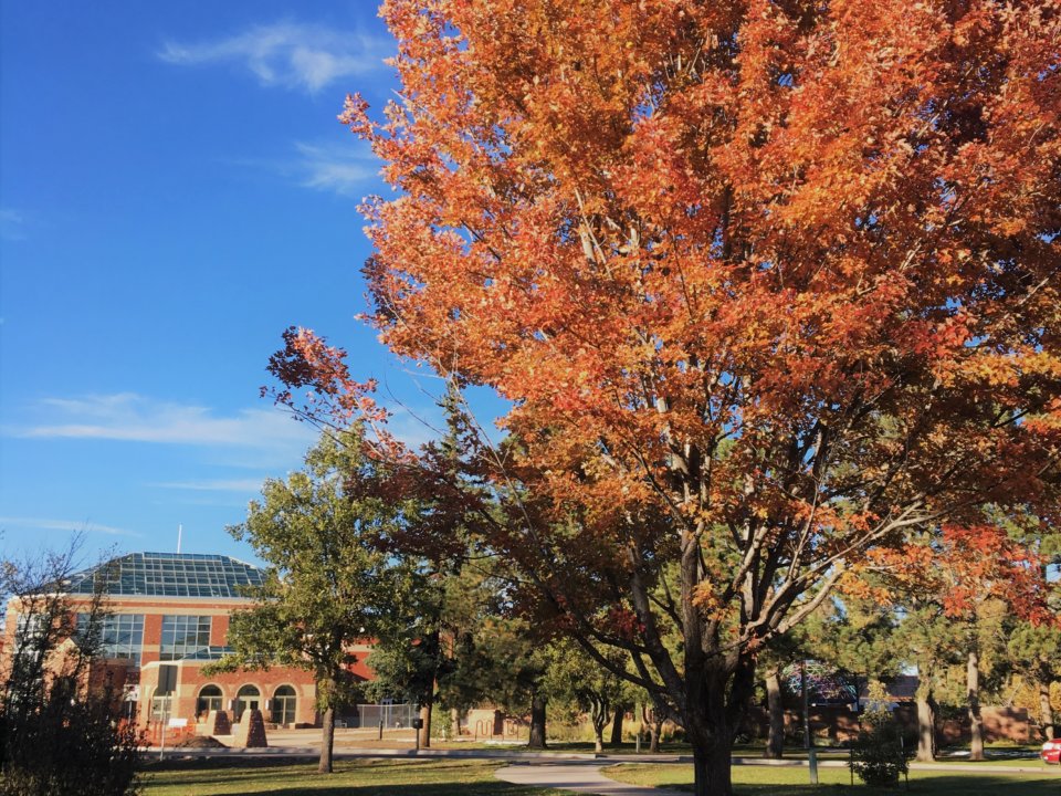 The leaves on a tree burst into the bright orange hues of fall.