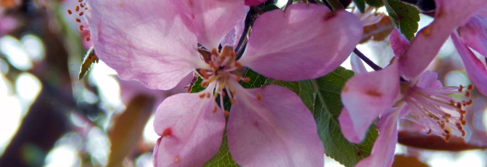 A close-up of a pink flower.