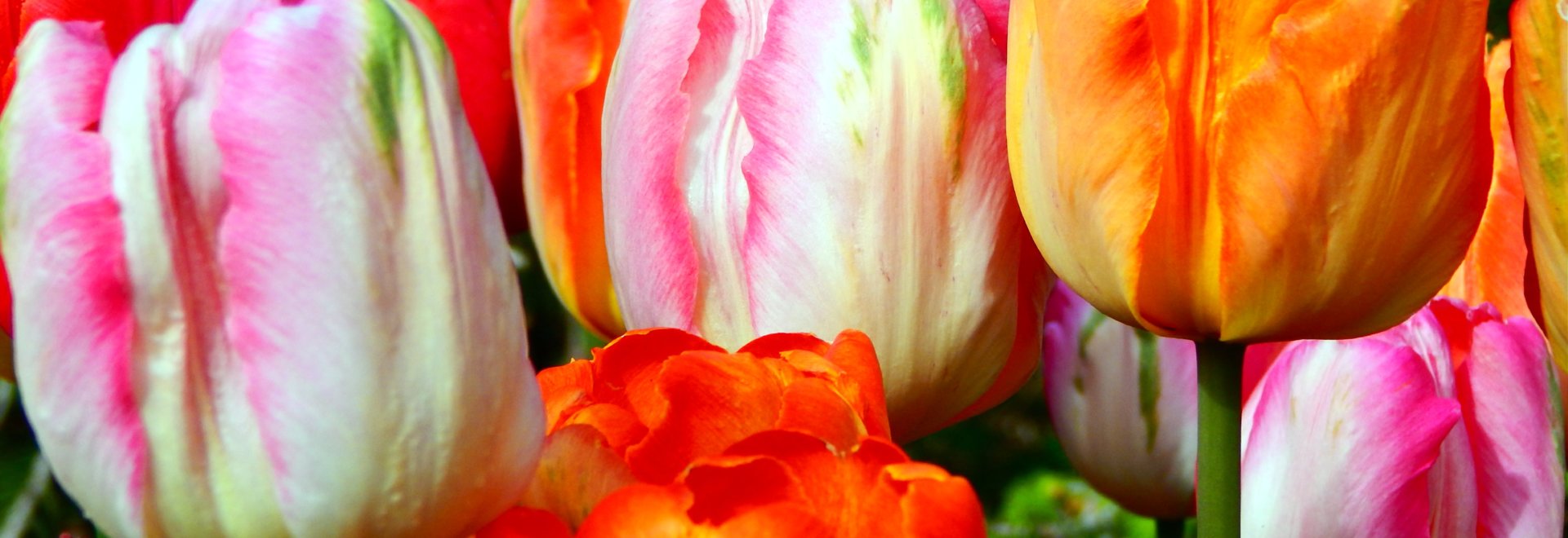 Tilted Tulip Gift Shop and Café Cheyenne Botanic Gardens