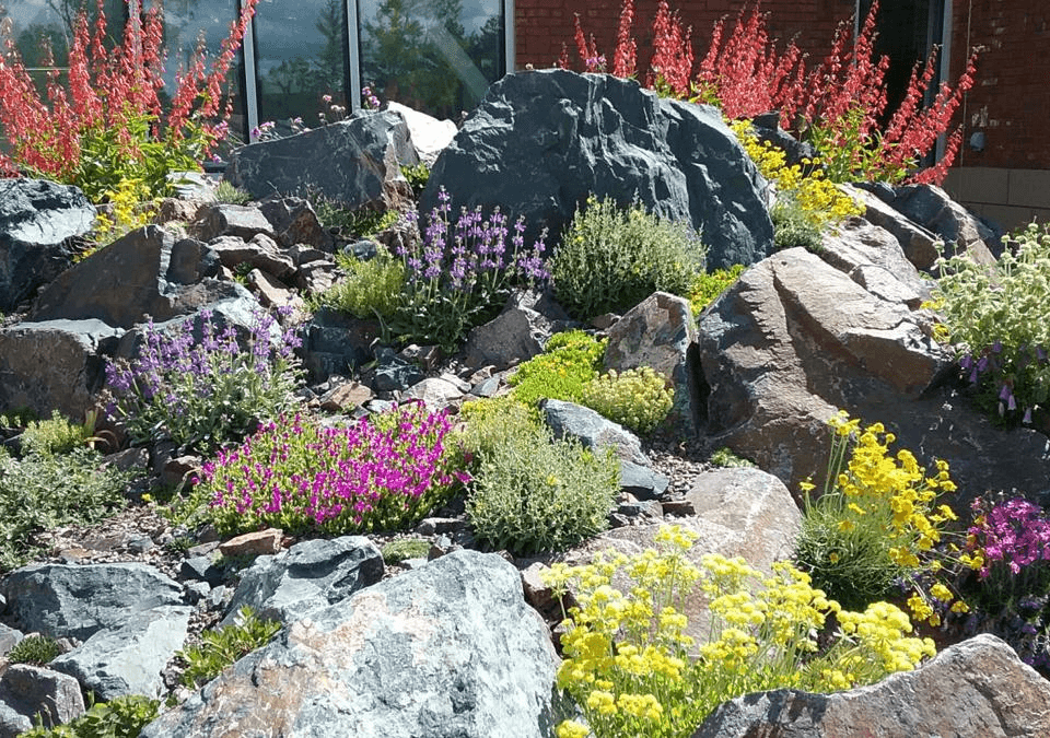 Crevice garden with flowering plants growing between large stones and boulders.