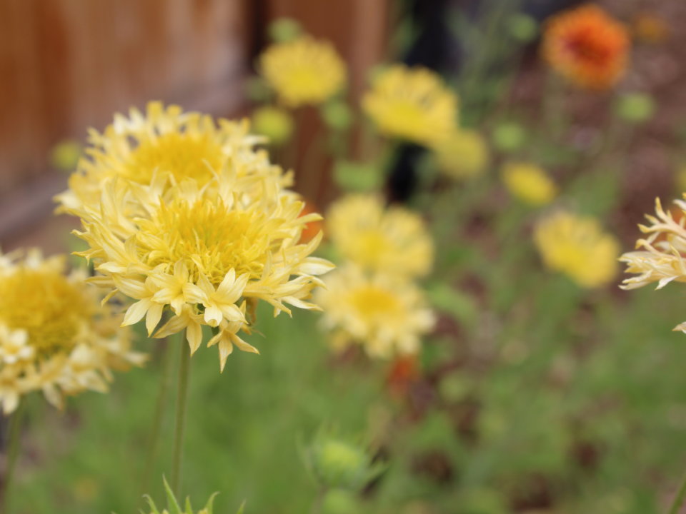 Yellow flowers bloom against a softened background