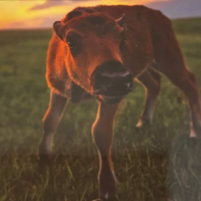 Bottled Calf 400×400