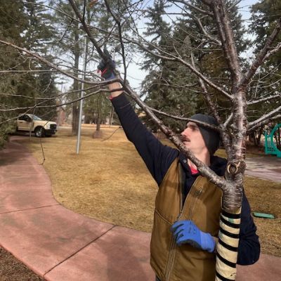 A person, outdoors, pruning a small tree. They are wearing work gloves (one blue glove visible), a dark long-sleeve shirt, a brown vest, and a black beanie. One arm is raised as they reach up to trim or inspect a branch. The tree has thin, leafless branches, suggesting late fall or early spring. In the background, there are evergreen trees, a paved walkway, dry grass, and a light-colored vehicle parked nearby. The setting looks like a park or garden area, possibly part of a landscaped space.