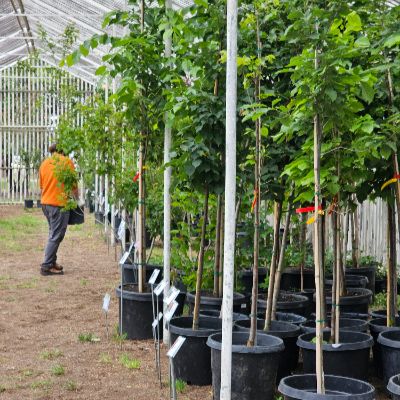 Arboretum Sale with a row of trees