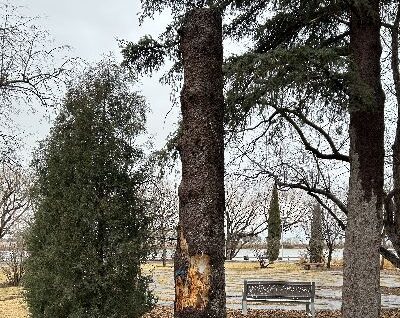 A 15-foot-tall stump to be carved by a woodcarver