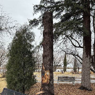 A 15-foot-tall stump to be carved by a woodcarver