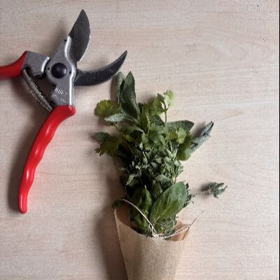 A mixed variety of herbs clipped from the Botanic Gardens garden, wrapped in paper, next to red clippers.