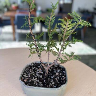 A trimmed and pruned Golden False Cypress Bonsai planted in a bonsai pot with soil.