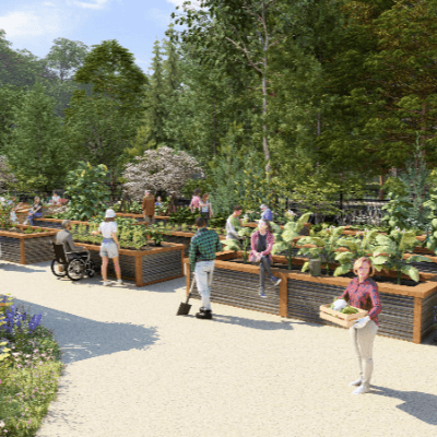 Wide view of a vibrant community garden with raised metal planting beds lining a broad pathway beneath blooming pink and white flowering trees.