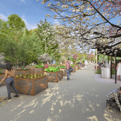 Wide view of a vibrant community garden with raised metal planting beds lining a broad pathway beneath blooming pink and white flowering trees.
