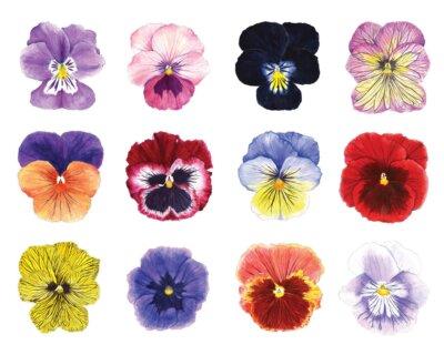 A variety of colorful pansies and violas.