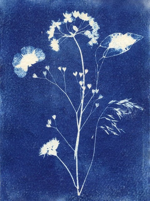 Botanical Cyanotype Workshop with Cari Faye