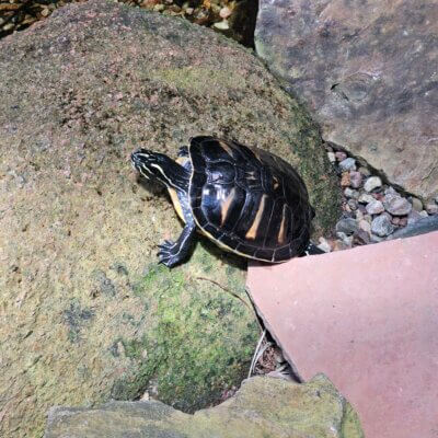 Turtle on a rock next to the water