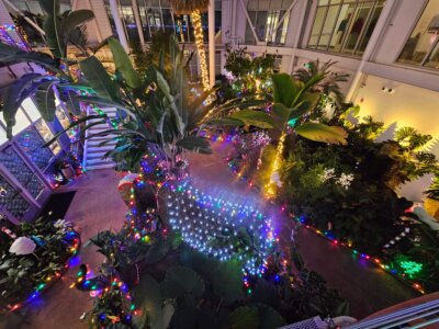 Tropical Conservatory decorated in Christmas lights.