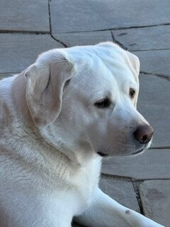 Daisy, the golden retriever laying down &mdash; Story Time