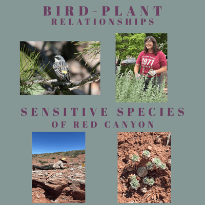 Bird-plant relationships and Sensitive Species of Red canyon lecture series flyer picture with bird, Danika, Isaiah and plants